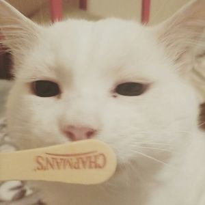 Meet your Posher, Hana